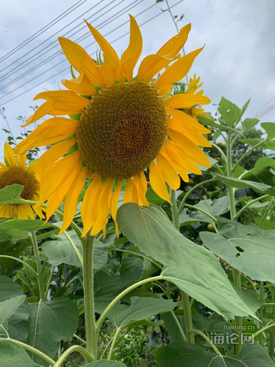 海花花苹果版海花草收购厂家