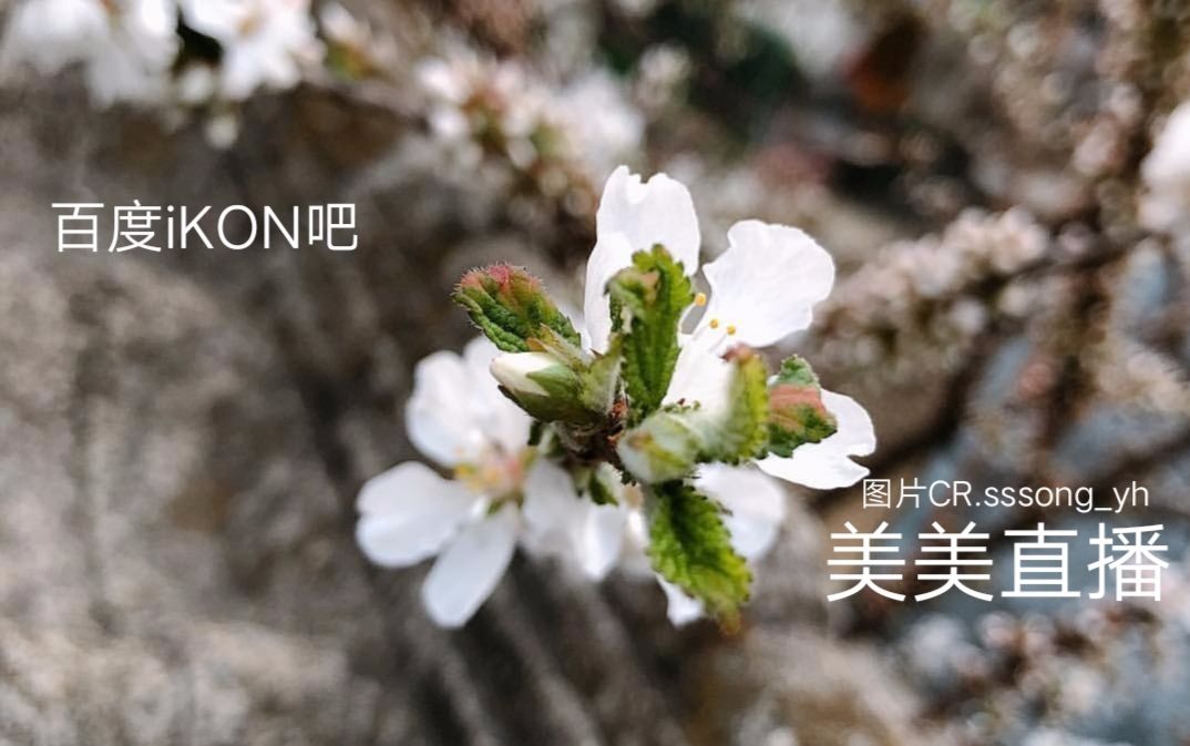 苹果版樱花直播苹果隐藏带颜色的app-第2张图片-太平洋在线下载